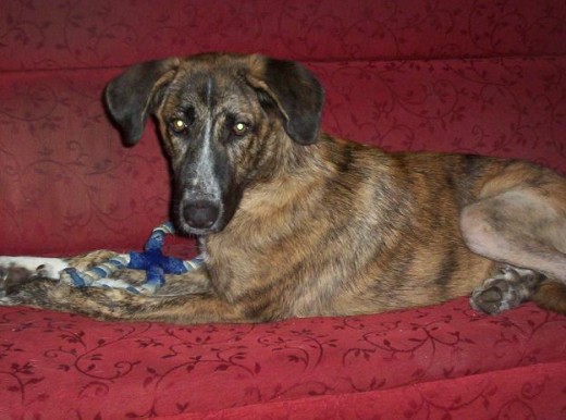 tina en el sofa jugando con su cuerda al tira y afloja tina en el sofa jugando con su cuerda al tira y afloja